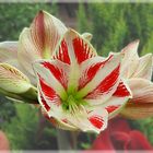 Amaryllis freigestellt