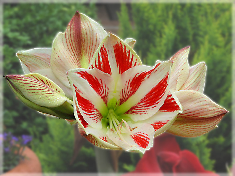 Amaryllis freigestellt