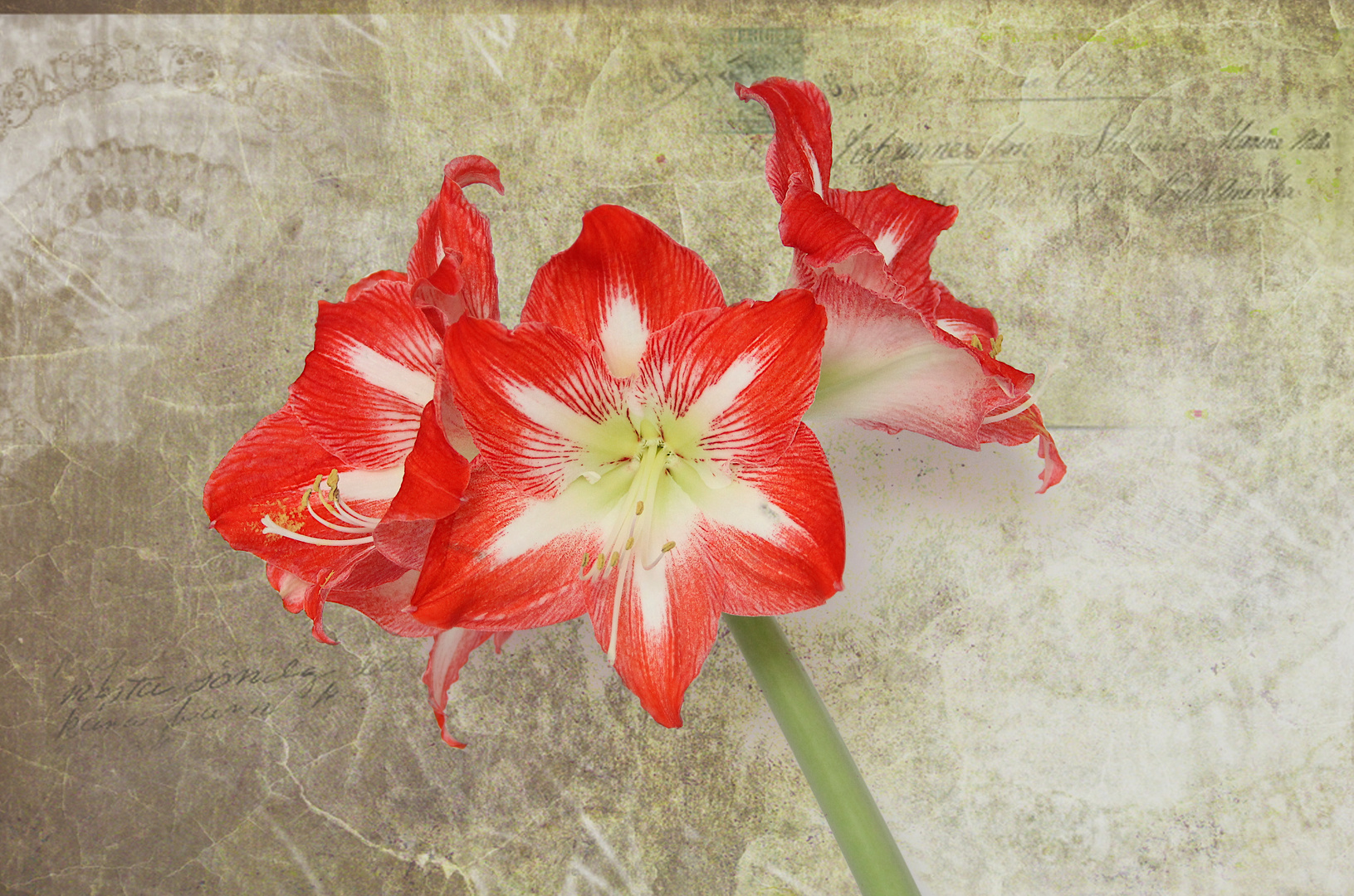 Amaryllis geflammt