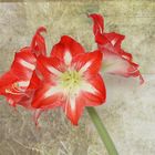 Amaryllis geflammt