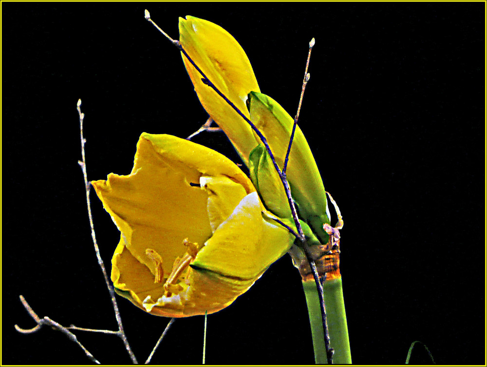 amaryllis gelb