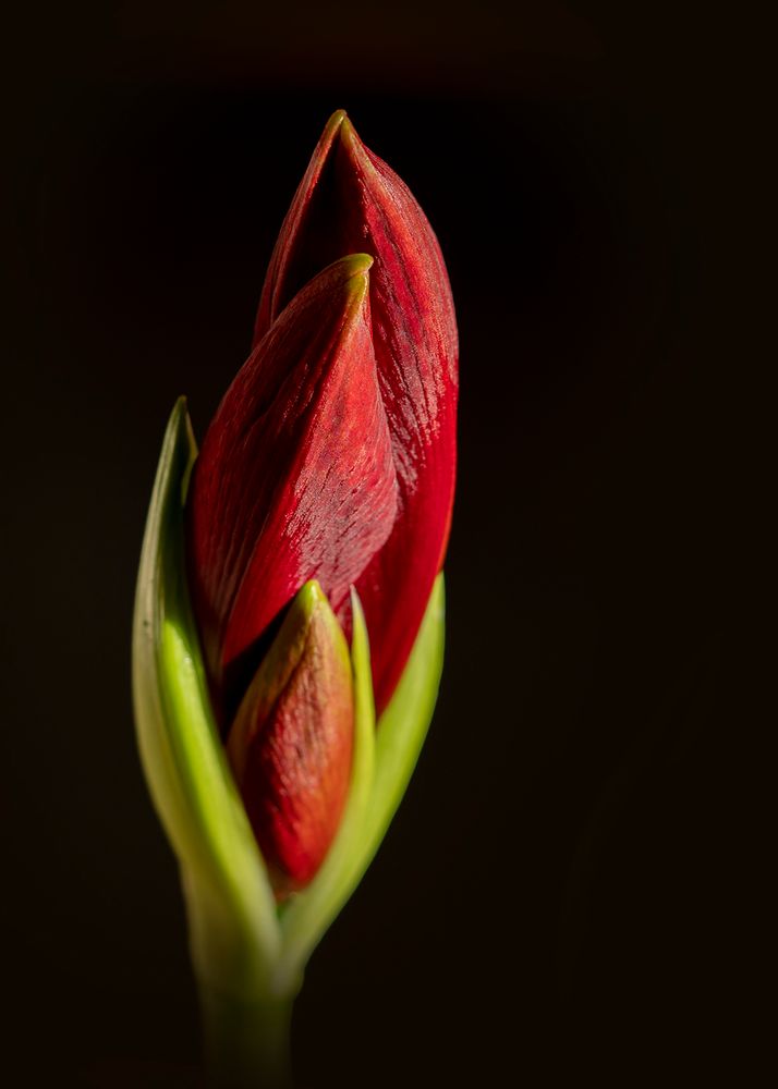 Amaryllis geschlossen