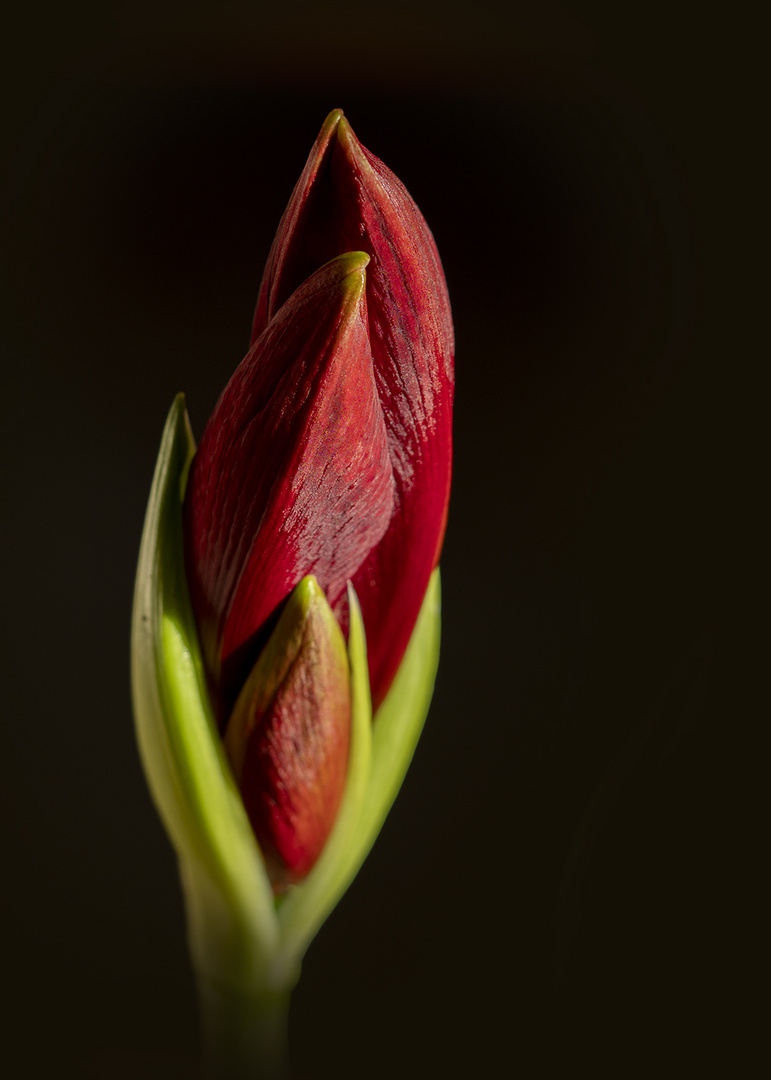 Amaryllis geschlossen