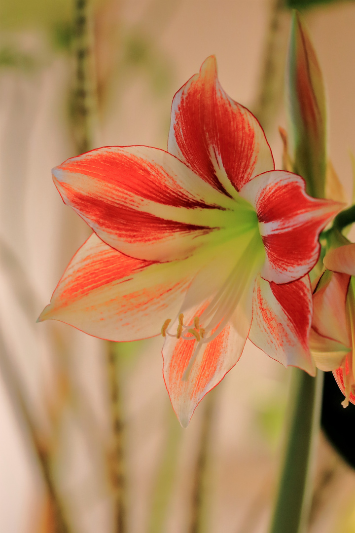 Amaryllis hat ihre Knospen eröffnet