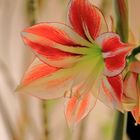 Amaryllis hat ihre Knospen eröffnet