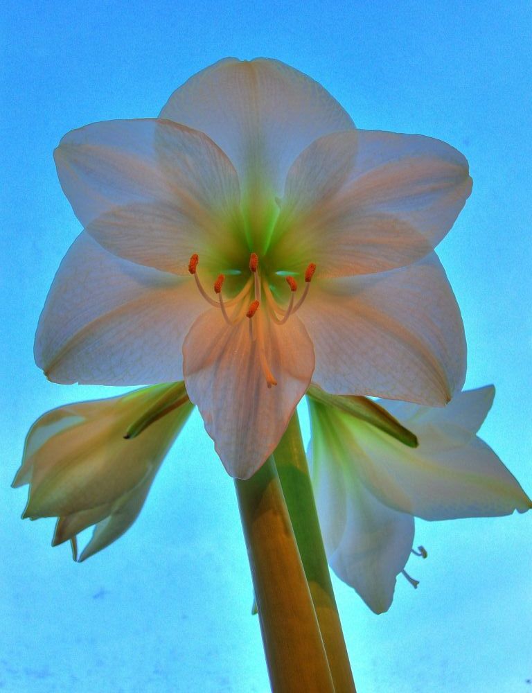 Amaryllis Hepaestrum in HDR mit TM