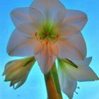 Amaryllis Hepaestrum in HDR mit TM