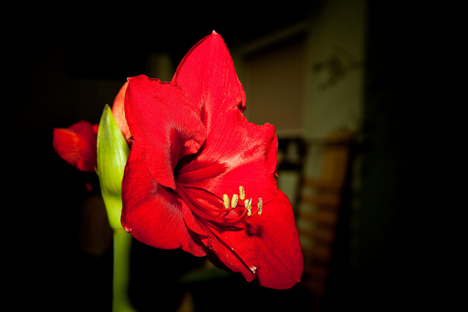 Amaryllis heute aufgeblüht