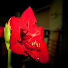 Amaryllis heute aufgeblüht