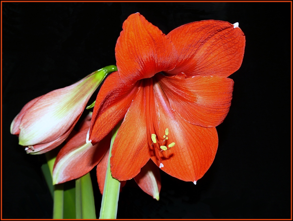 Amaryllis--- heute aufgeblüht...