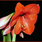 Amaryllis--- heute aufgeblüht...