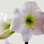 Amaryllis Hippeastrum