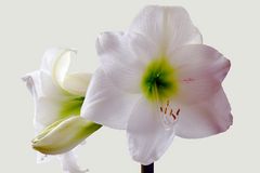 Amaryllis Hippeastrum