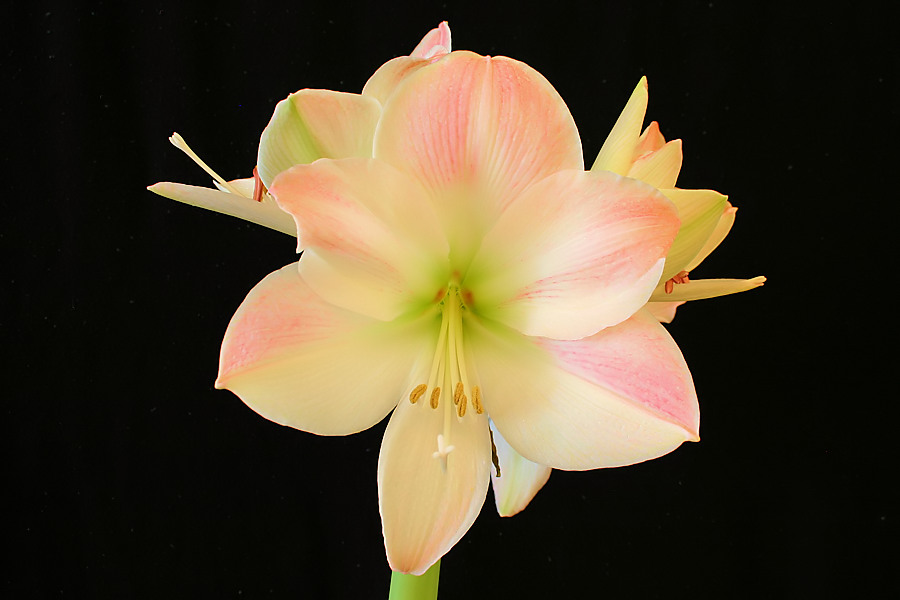 Amaryllis hippeastrum