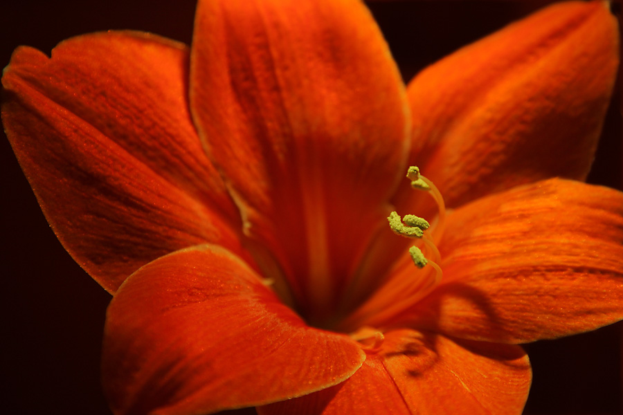 Amaryllis Hippeastrum