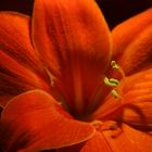 Amaryllis Hippeastrum