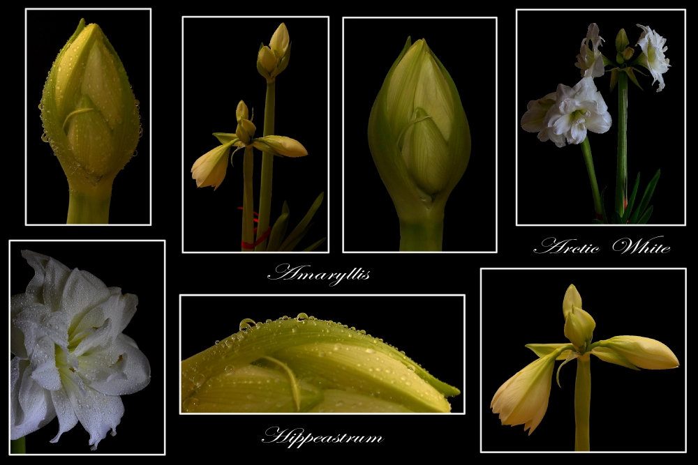 Amaryllis ( Hippeastrum ) Arctic White