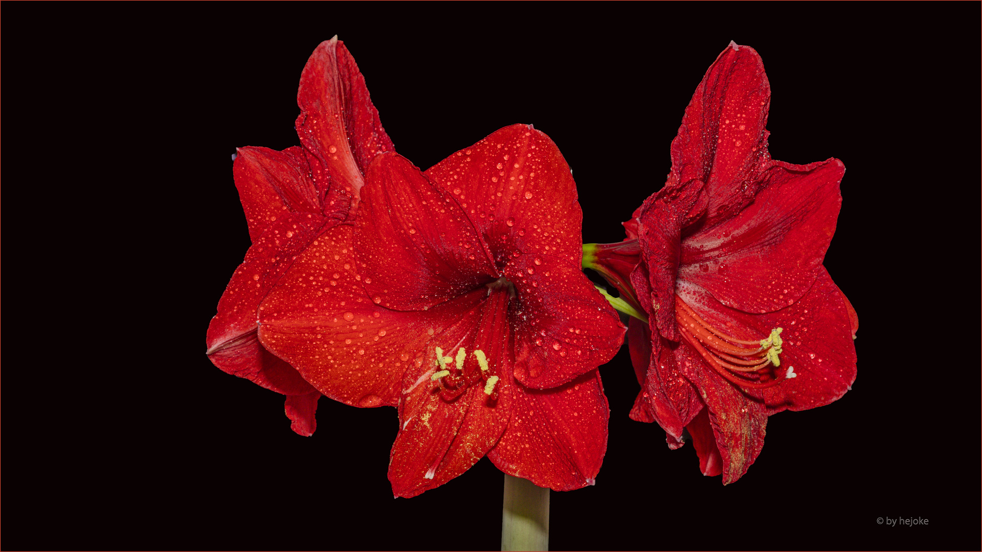 Amaryllis ( Hippeastrum ) auch Ritterstern genannt in voller Blüte 