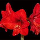 Amaryllis ( Hippeastrum ) auch Ritterstern genannt in voller Blüte 