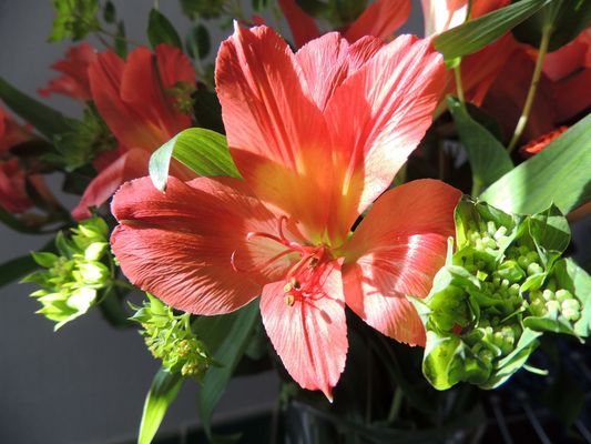 Amaryllis (Hippeastrum)