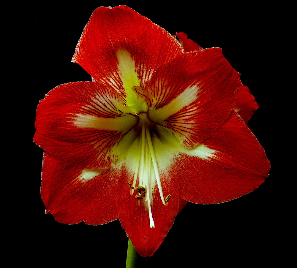 Amaryllis Hippeastrum