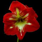 Amaryllis Hippeastrum