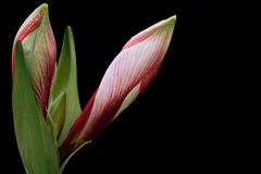 Amaryllis / Hippeastrum Gervase