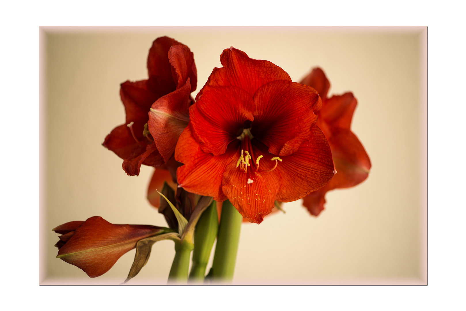 Amaryllis (Hippeastrum, Ritterstern)