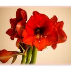 Amaryllis (Hippeastrum, Ritterstern)