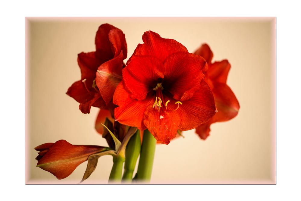 Amaryllis (Hippeastrum, Ritterstern)