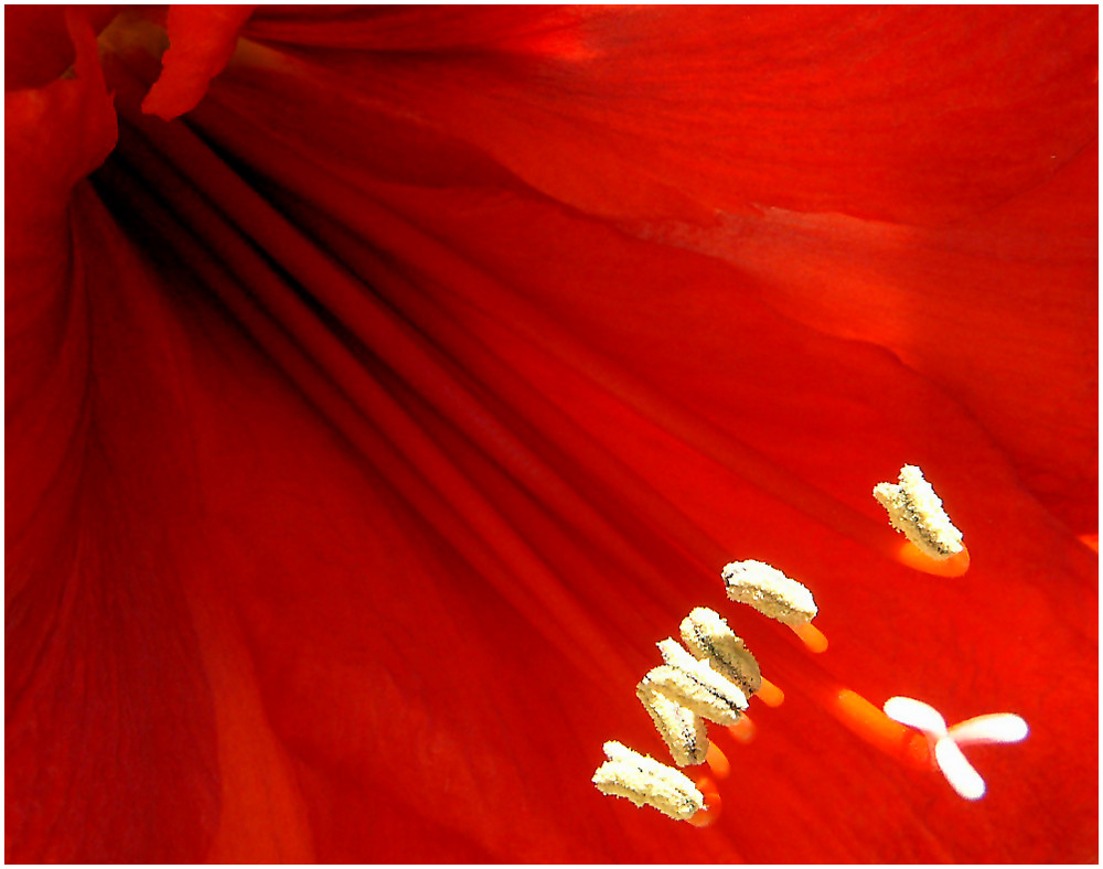 Amaryllis, Hippeastrum, Ritterstern