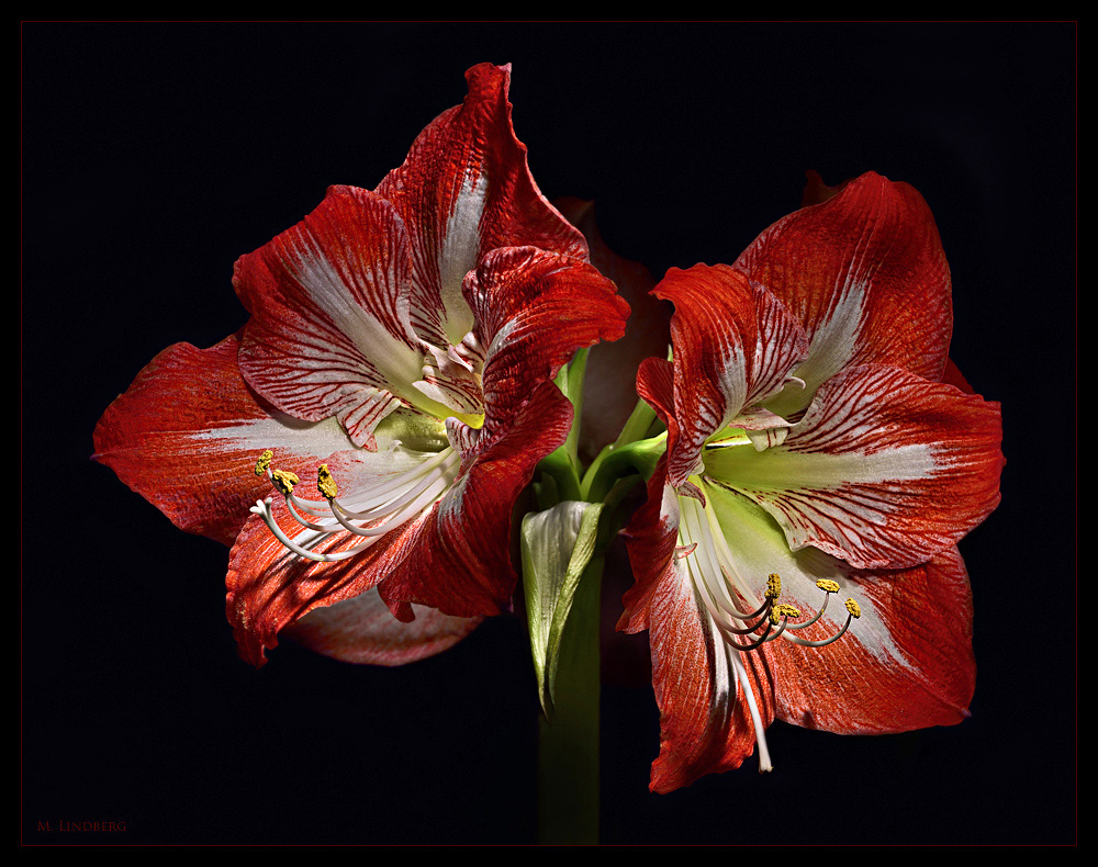 Amaryllis (Hippeastrum, Ritterstern)