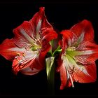 Amaryllis (Hippeastrum, Ritterstern)