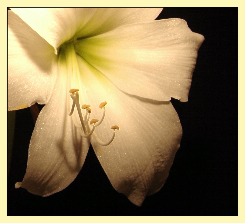 Amaryllis (Hippeastrum / Ritterstern)