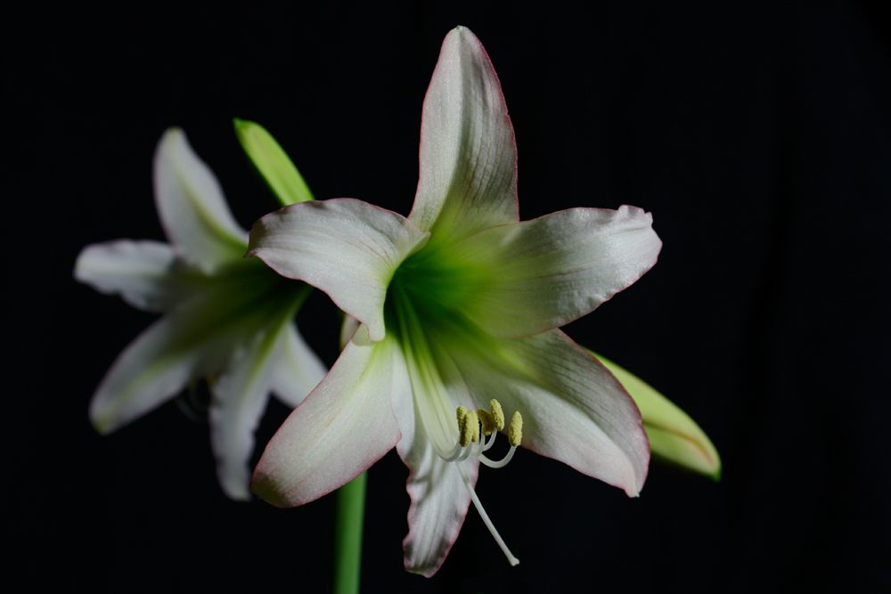 Amaryllis / Hippeastrum Trentino