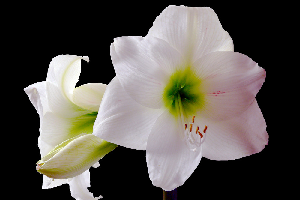 Amaryllis Hippeastrum v2