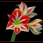 Amaryllis I