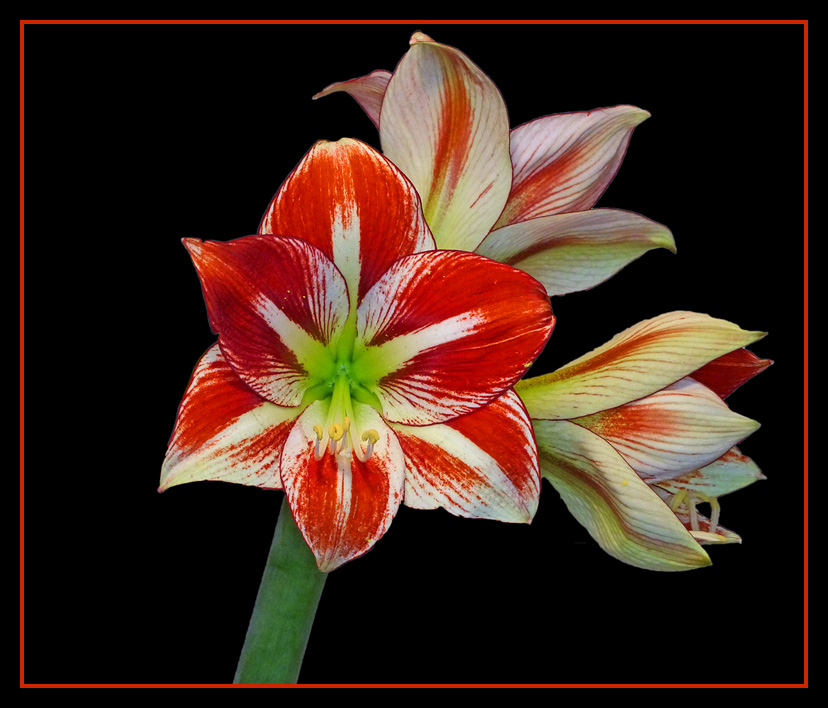 Amaryllis I