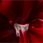 AMARYLLIS I