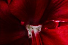 AMARYLLIS I