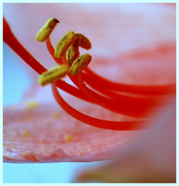 Amaryllis I