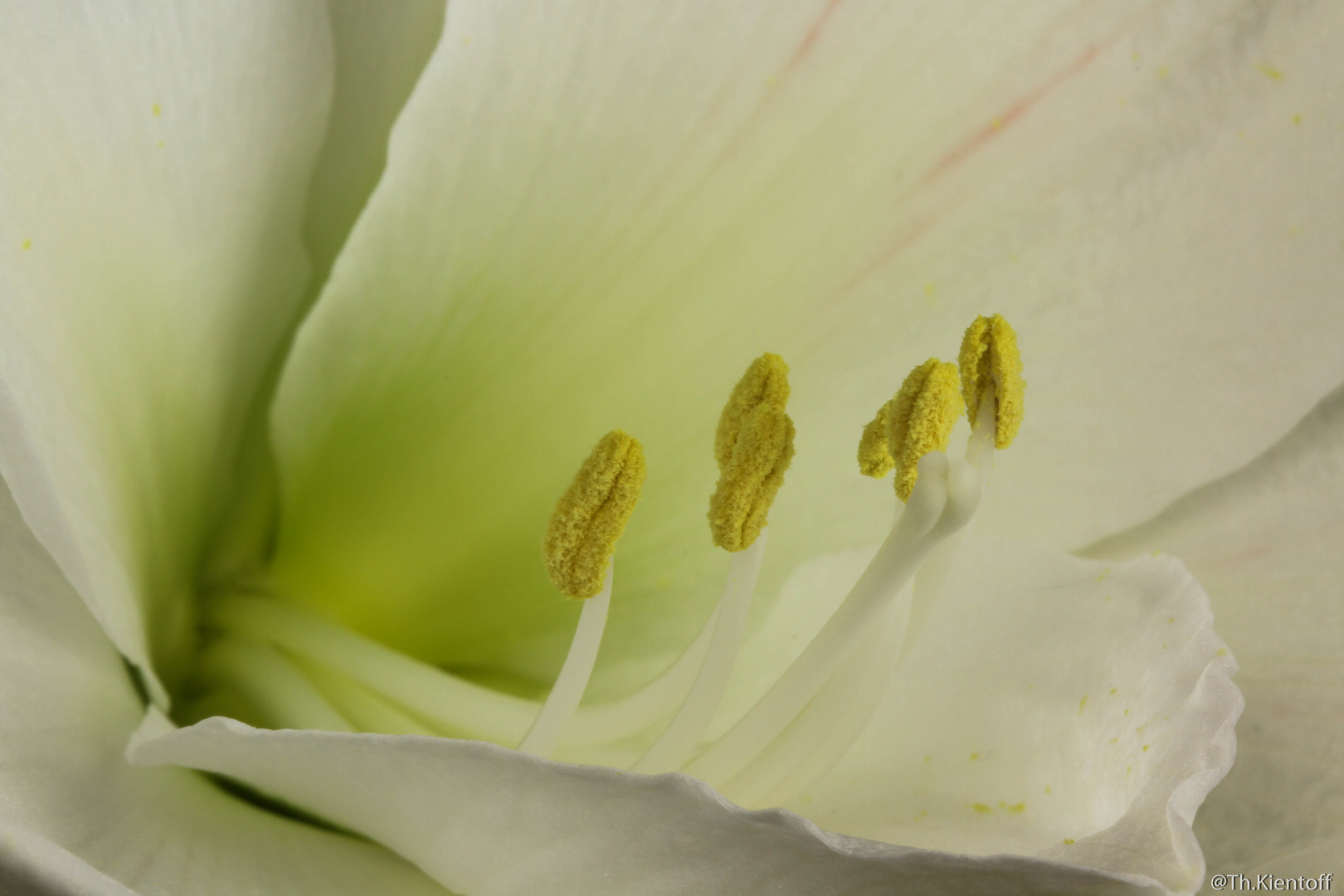 Amaryllis I