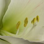 Amaryllis I