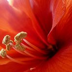 Amaryllis I