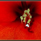 Amaryllis I