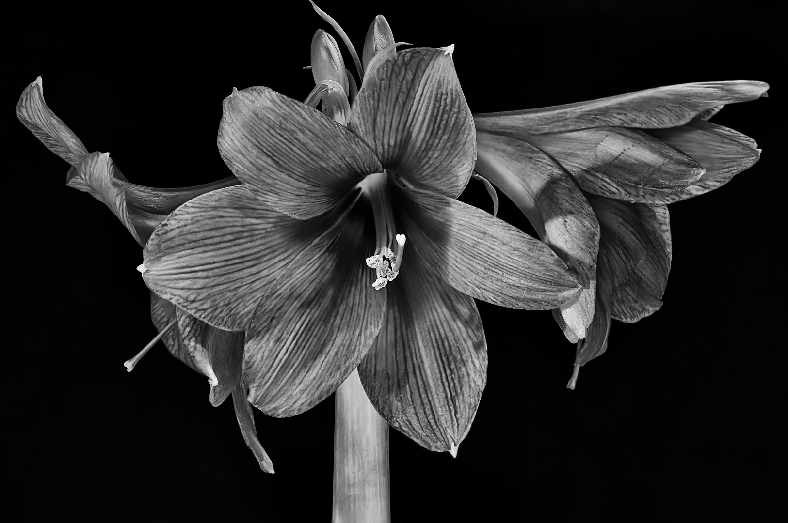 Amaryllis I. (siehe Erläuterung zum Bild "Amaryllis II.")