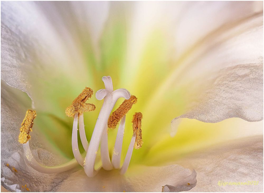 amaryllis II ....