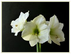 Amaryllis II