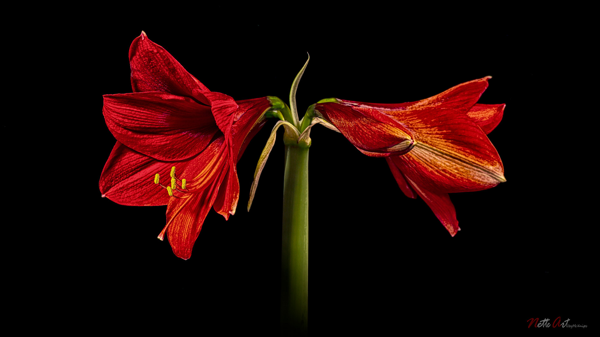 Amaryllis II