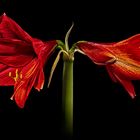 Amaryllis II